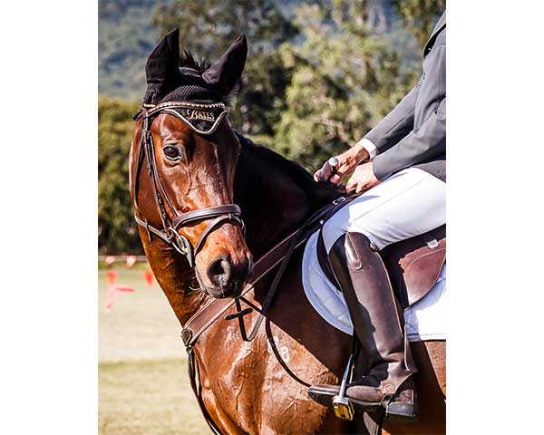 Bolivar (Team Johnstone/Hayes)